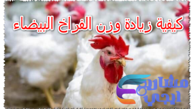 كيفية زيادة وزن الفراخ البيضاء