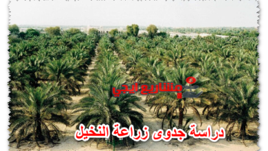 دراسة جدوى زراعة النخيل