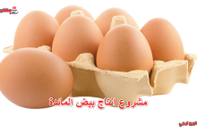 مشروع انتاج بيض المائدة