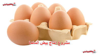 مشروع انتاج بيض المائدة