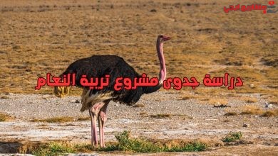 دراسة جدوى مشروع تربية النعام