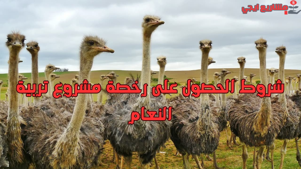 شروط الحصول على رخصة مشروع تربية النعام