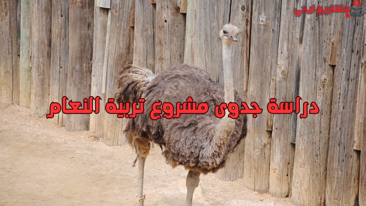 دراسة جدوى مشروع تربية النعامدراسة جدوى مشروع تربية النعام